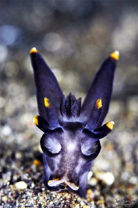 Batman nudibranch by Iyad Suleyman 